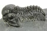 Detailed Gerastos Trilobite Fossil - Morocco #377256-1